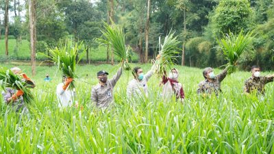 Bio Farma - BPPT - Unpad Kembangkan Hijauan Makan Ternak Bernutrisi Tinggi