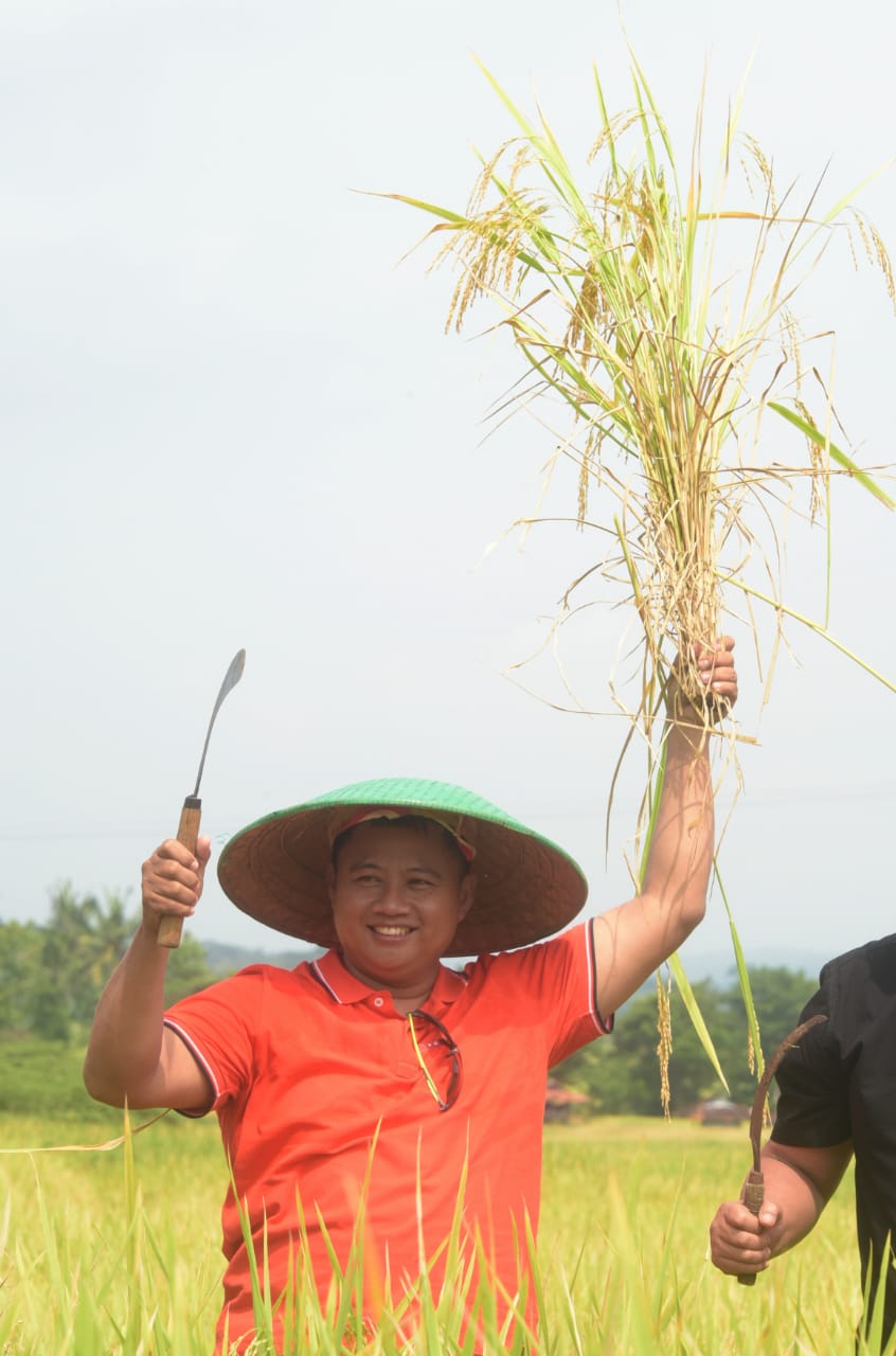 Wagub Jabar Hadiri Panen Raya Desa Cileuya di Kuningan