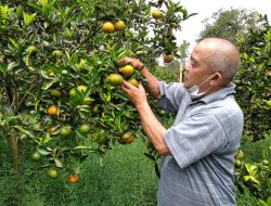 Petik Sendiri, Nikmati Rasa Asam Manis Jeruk Primong di HAS Farm