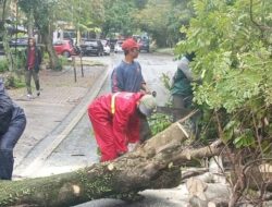 Antisipasi Pohon Tumbang, Pemkot Bandung Pangkas 2.532 Pohon