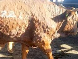 Penyakit Cacar pada Sapi dan Kerbau Sudah Masuk Jabar, Peternak Diminta Waspada
