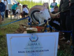 Domba Asal Kota Bandung Juara Kontes Domba Garut