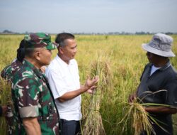 Budi Daya Padi Teknologi Salibu Dapat Tingkatkan Produktivitas Pertanian