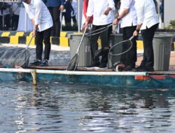 Presiden Jokowi Resmikan Modeling Budidaya Ikan Nila Salin