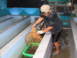 Hasil Budidaya dalam Ruangan, DKP Jabar Lepas 300 Ekor Lobster ke Laut Lepas