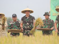 Panen Raya Kodim 0624/Kab. Bandung Untuk Ketahanan Pangan