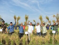 Jabar Targetkan Produksi Gabah Kering Giling 2024 Capai 11 Juta Ton