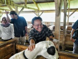 Jabar Tingkatkan Pembibitan Domba Garut