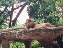 Bandung Zoo Gelar Ngabuburit dan Bukber Bersama Satwa