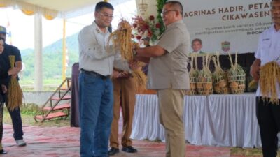 Wagub Jabar Erwan Setiawan Dukung Pengembangan Varietas Padi Unggul Cikawasen asal Ciamis