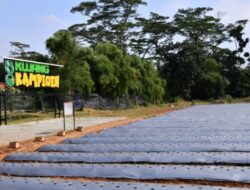 Gubernur Jabar Dedi Mulyadi Pastikan Stok Pupuk di Jabar Aman