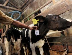 DKPP Perketat Pengawasan Lalulintas Hewan Kurban di Kota Bandung