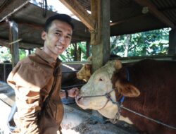 Dalam Lima Tahun Terahir Sapi Kurban Asal Kota Bandung Jadi Pilihan Presiden Indonesia