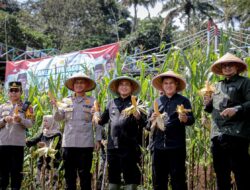 Kota Bandung Panen Raya Jagung, Dukung Target Swasembada 2025