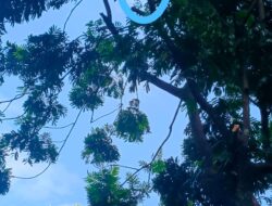 Seekor Siamang Koleksi Bandung Zoo Alami Stress, Tidak Mau Balik Ke Kandang Tidur