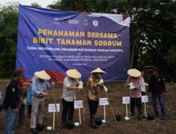 PTDI bersama Distanhorti Jabar Lakukan Penanaman Sorgum di Plumbon Cirebon