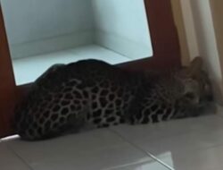 Tim Gabungan Berhasil Evakuasi Macan Tutul Liar Masuk Hotel di Bandung
