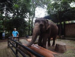 Pakan Satwa Dipantau Ketat, Kondisi Satwa Bandung Zoo Relatif Sehat