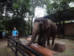 Nasib Kebun Binatang Bandung, Masih Dibahas Pemerintah