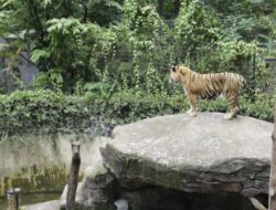 Kebun Binatang Bandung Masih Belum Dibuka Saat Libur Lebaran