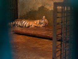 Seekor Anak Harimau di Kebun Binatang Bandung Mati Akibat Virus