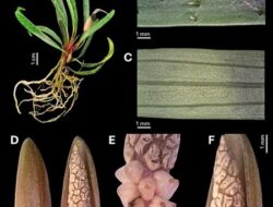 Penemuan Spesies Baru, Herbarium Bandungense ITB dan BRIN Ungkap Tiga Homalomena Baru dari Sumatra