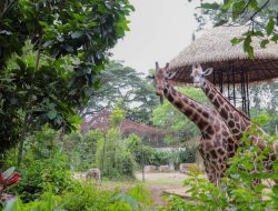 Lelang Pengelola Kebun Binatang Bandung Dikebut, Akhir Mei Harus Sudah Ada Pengelola Baru