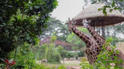 Lelang Pengelola Kebun Binatang Bandung Dikebut, Akhir Mei Harus Sudah Ada Pengelola Baru