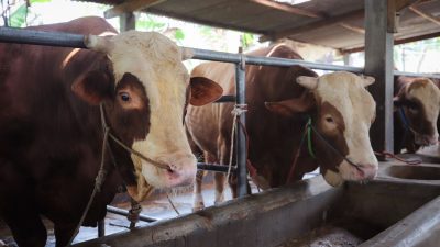 Jelang Iduladha, Pengawasan Hewan Kurban di Kota Bandung Diperketat 24 Jam