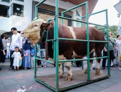 Wali Kota Bandung Serahkan Sapi Kurban Presiden RI Seberat 1,25 Ton