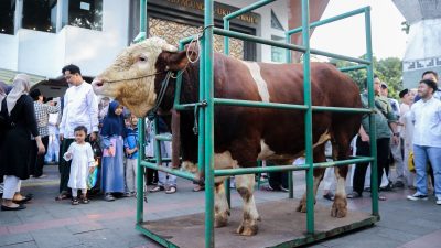 Wali Kota Bandung Serahkan Sapi Kurban Presiden RI Seberat 1,25 Ton