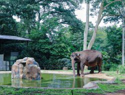 PT Fauna Land Ancol Ditetapkan Sebagai Pengelola Baru Kebun Binatang Bandung