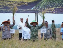 Panen Raya TNI Di Sumedang Perkuat Sinergi Wujudkan Ketahanan Pangan Nasional