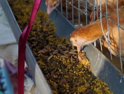 ITB Terapkan Inovasi Apartemen Ayam-Maggot di Tamansari Bandung, Bisa Olah 250 Kg Sampah Organik Per Hari