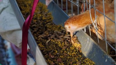 ITB Terapkan Inovasi Apartemen Ayam-Maggot di Tamansari Bandung, Bisa Olah 250 Kg Sampah Organik Per Hari
