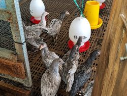 DKPP Jabar Beri Bantuan Ayam Pullet Kepada Kelompok Ternak Sauyunan di Bandung Barat