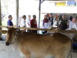 Jaga Ketahanan Pangan, Pemprov Jabar Salurkan Bibit Sapi Potong kepada 3 Kelompok Peternak di Tiga Kabupaten