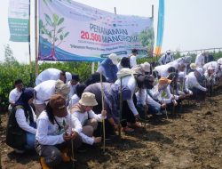 Bio Farma Tanam 10.000 Bibit Mangrove di Desa Muarabaru Karawang