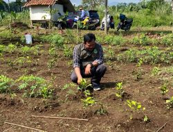 22 Hektare Kebun Teh di Ciater dan Pangalengan Telah Direvitalisasi untuk Cegah Bencana